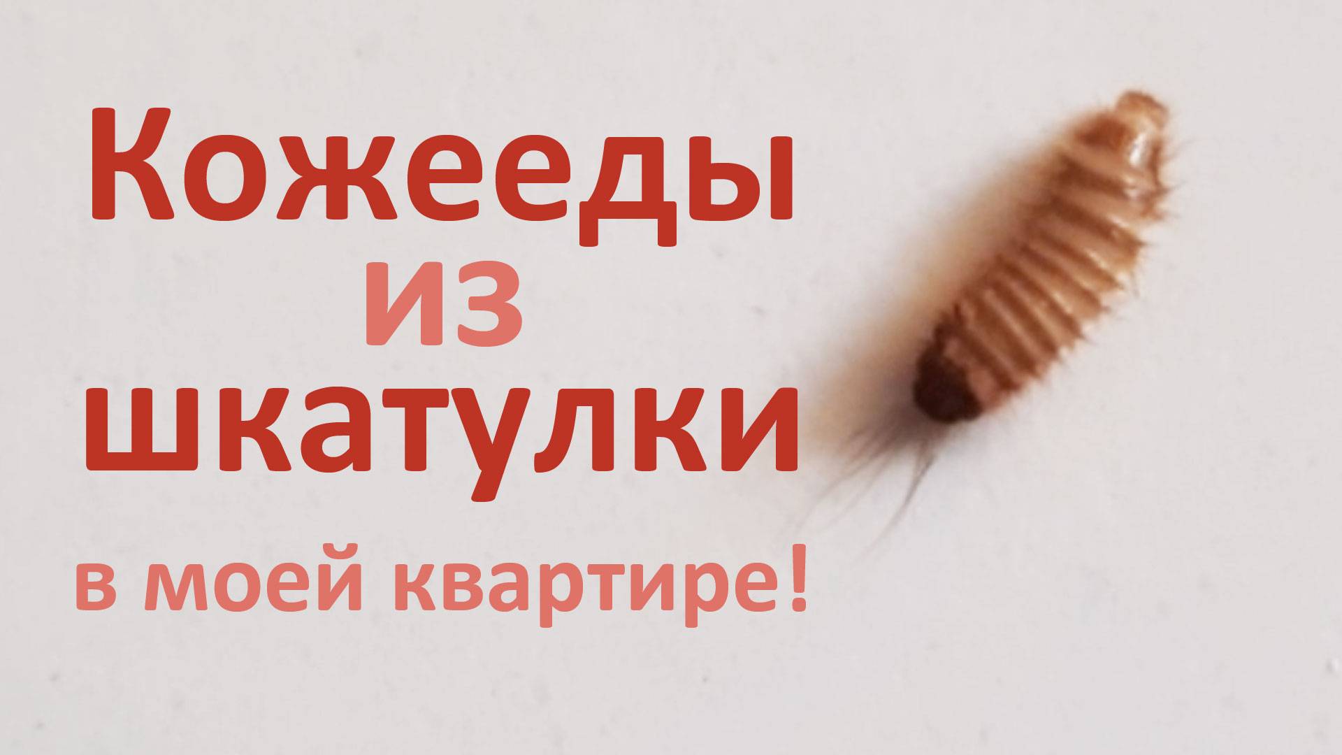 У меня в квартире кожееды поселились в… шкатулке с игрушками