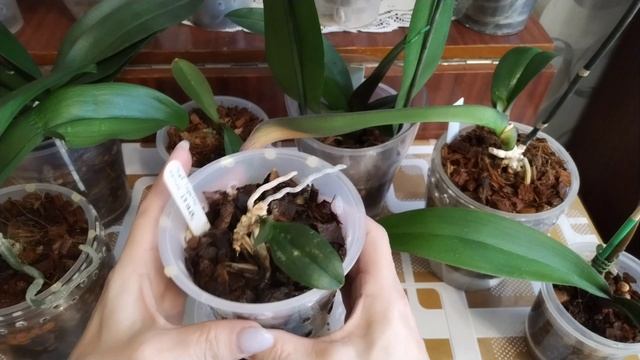 Тестирование препаратов с озон для цветения и корнеобразования.