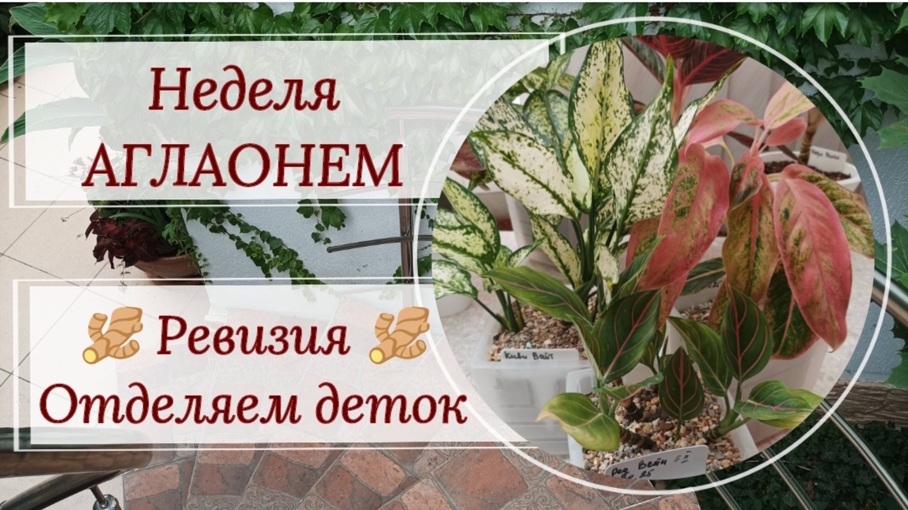 Неделя аглаонем. Ревизия корневой, Отделяем деток.