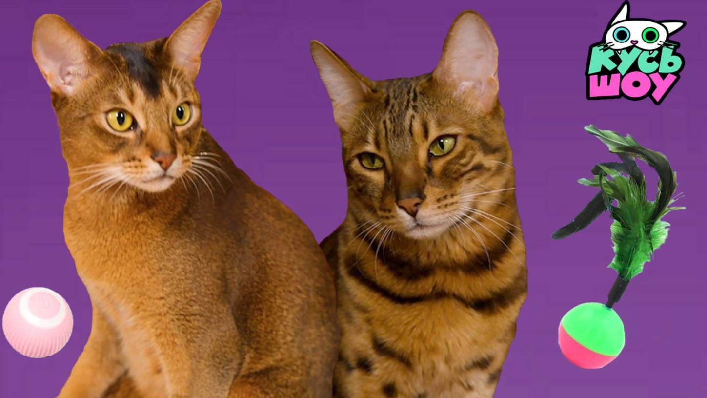 ИГРАЕМ, ПРЫГАЕМ, ИССЛЕДУЕМ — Кусь-шоу — Весёлые приключения питомцев