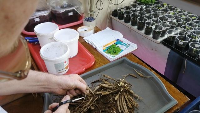 Посадка  лилейников  с Озона за  один рубль