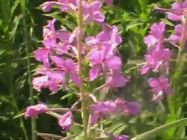 Сбор лекарственных трав: Иван-чай//зверобой//таволга.