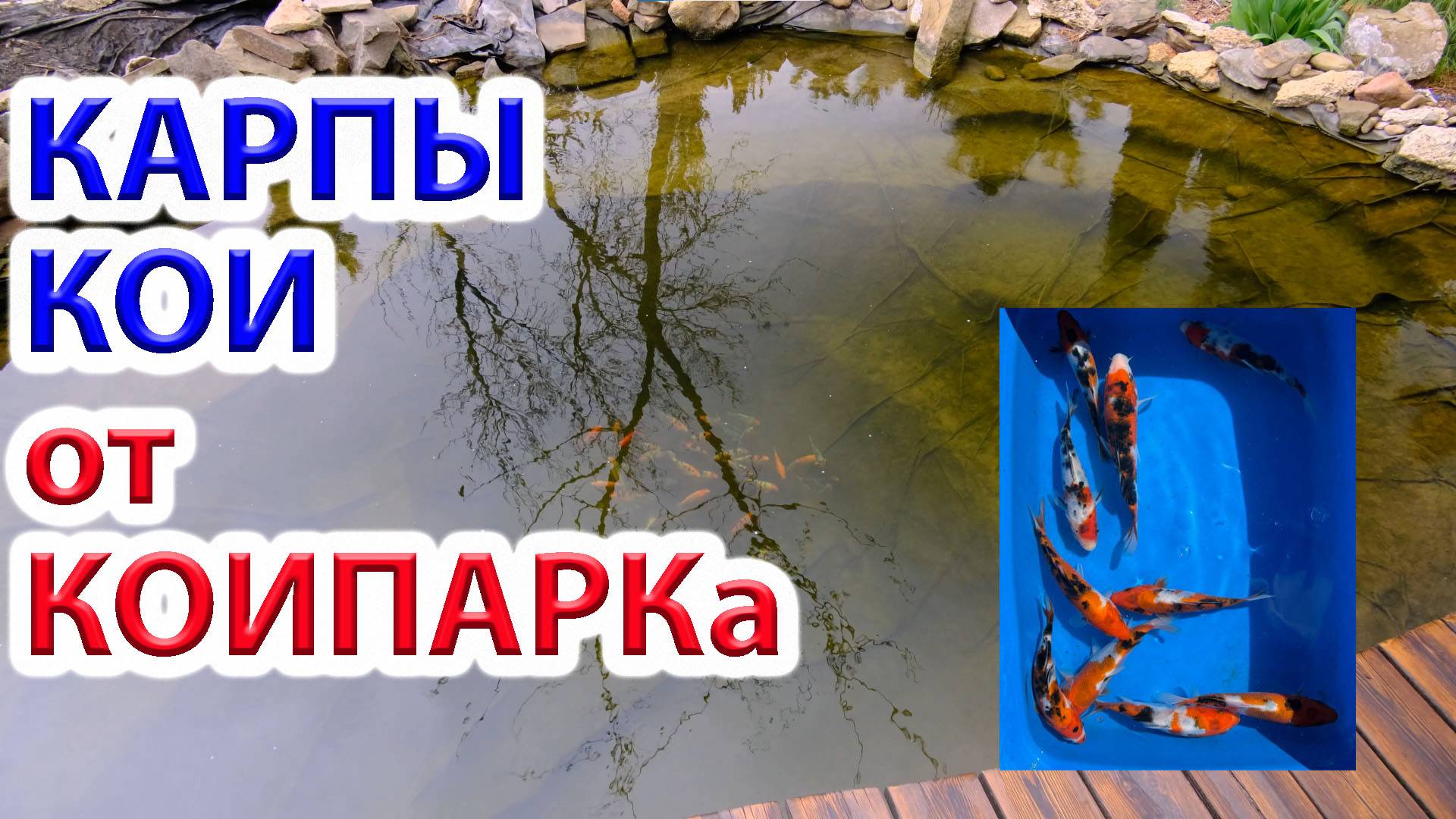 Новые карпы Кои в нашем пруду от КоиПарк