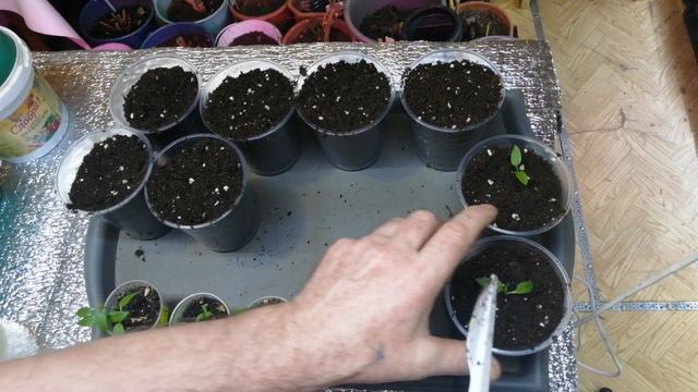 Пересаживаю перец Рамиро через две недели после посева семян