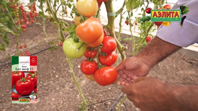Этот томат для хранения и транспортировки! БИГ ШЕФ F1