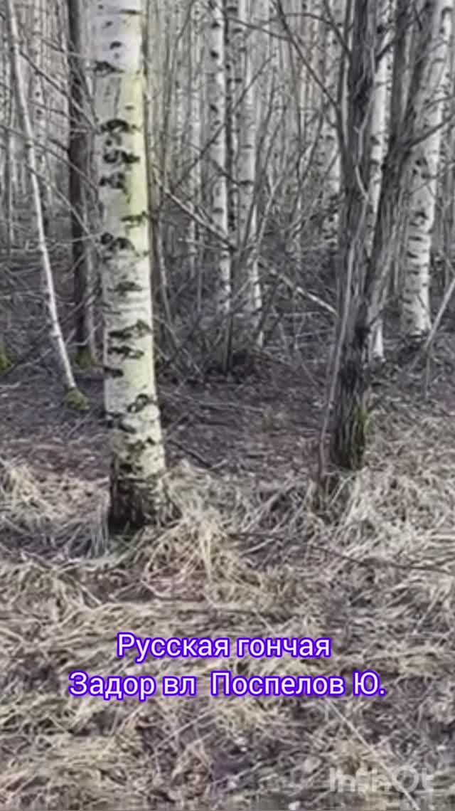 Русская гончая Задор вл. Поспелов Юрий. #собака #животные #охотасгончей