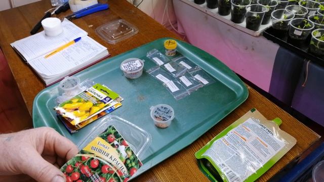 Мартовское замачивание семян томатов в гумусе