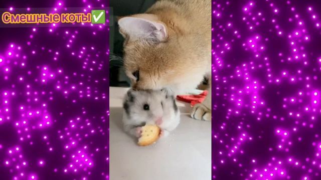 Смешные коты Подборка #27/ Забавные видео про домашних животных/ Смотреть приколы про котиков 2025