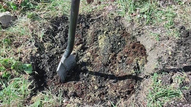 Посадка магнолий Judy Zuk и Rose Marie. Мой метод посадки магнолии.