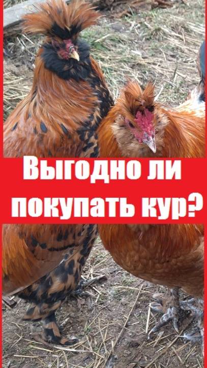 Выгодно ли держать домашних кур для себя, не для продажи?
