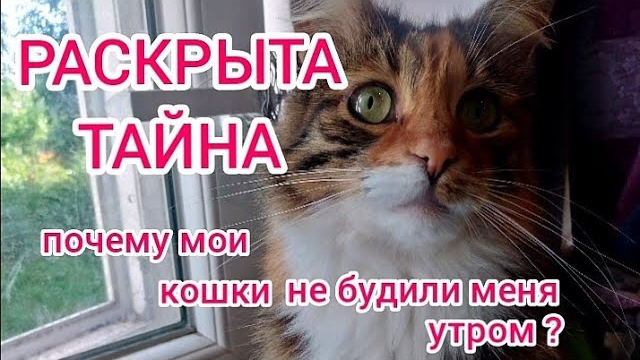 Тайна кошачьего поведения /The cat's secret