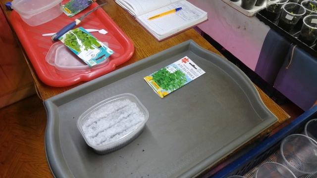 Мартовская посадка в контейнеры семян мяты и мелиссы