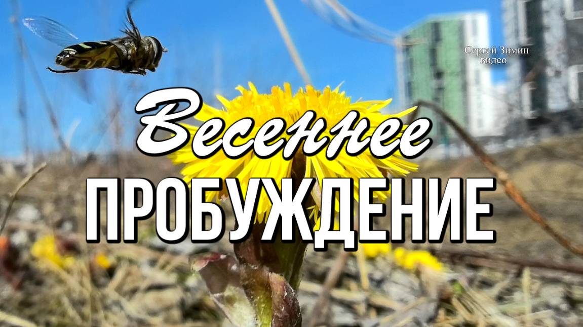 Весеннее пробуждение, Сибирь