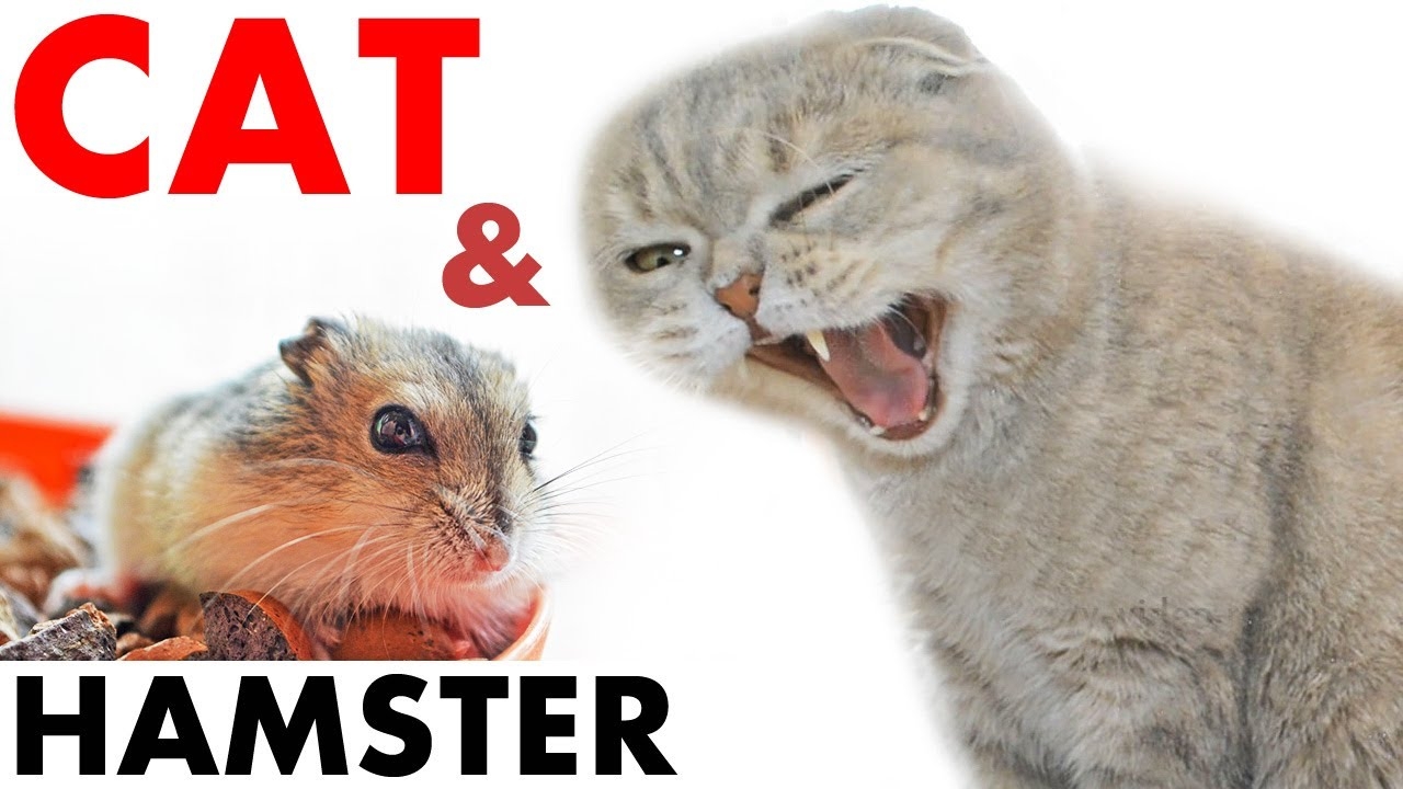 Хомяк и кошка ~ съест ли кошка хомяка или они подружатся?