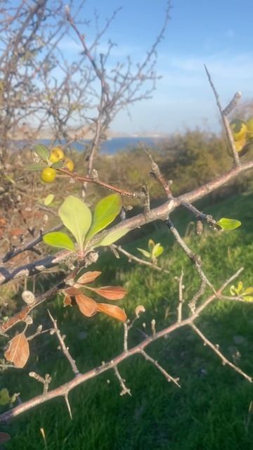 Крым Коктебель Древнее городище Тепсень