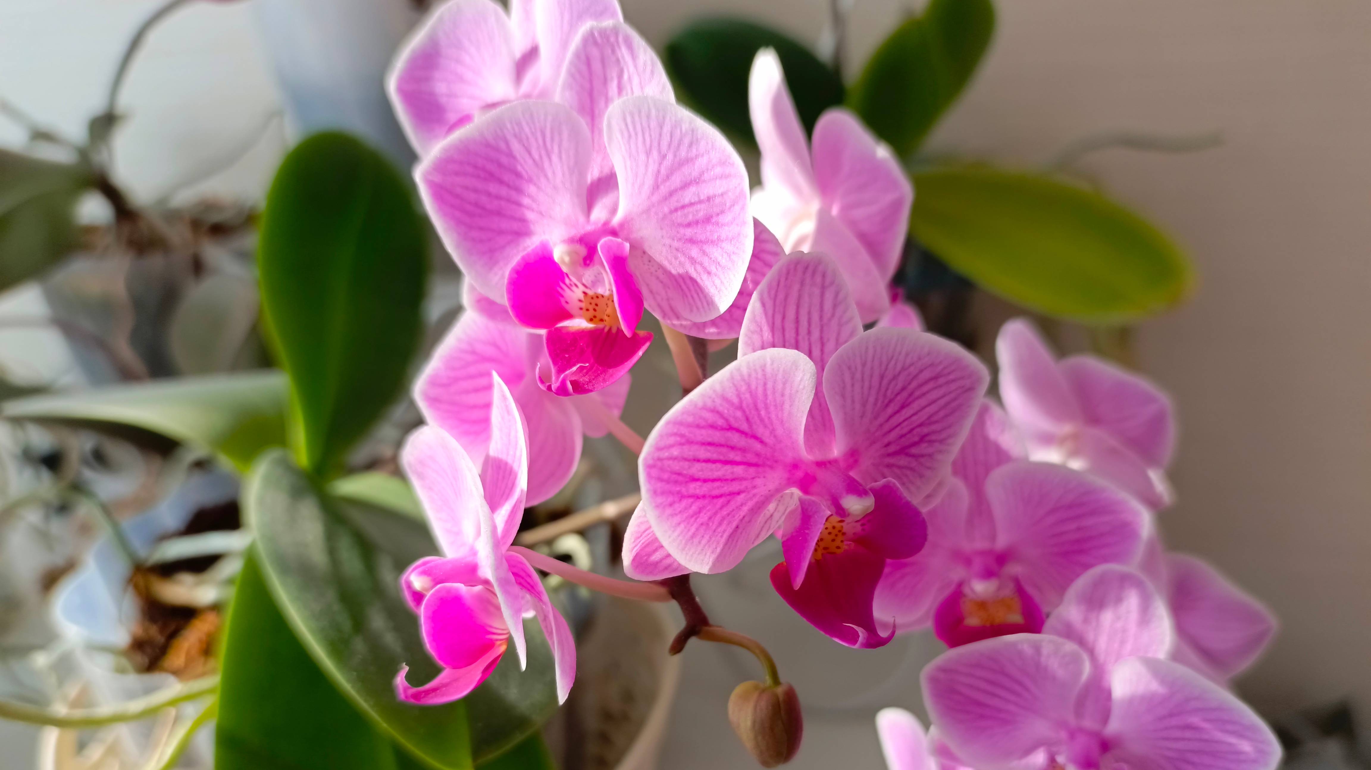 Орхидеи, уход в домашних условиях, детки моих орхидей, орхидея фаленопсис, бульбовые орхидеи