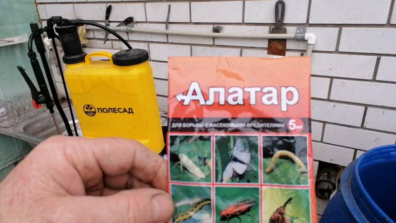 Обрабатываю землянику от белокрылки и других вредителей Алатаром