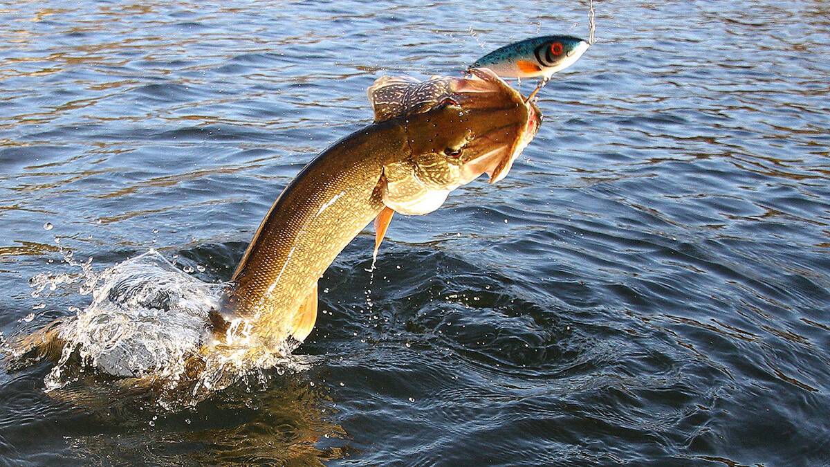 Вышли с сыном на карасика - поймали щуку. Одна из первых наших рыбалок на Дону в сезон 2025