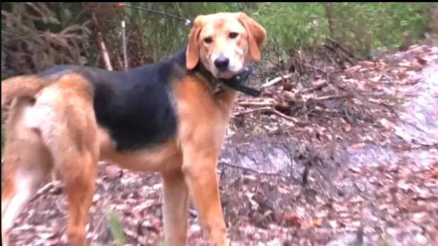 Русская гончая Майя 11 мес. вл. Шатров В.А.#охотасгончей#собака #животные #топ #hunting