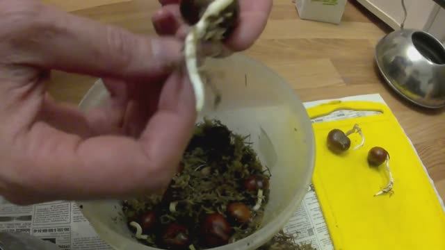 Как посадить каштан? Пикировка сеянцев.