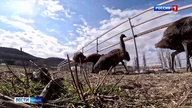 ВЕСТИ-КРЫМ «Звериные истории»: выпуск 09.04.2025