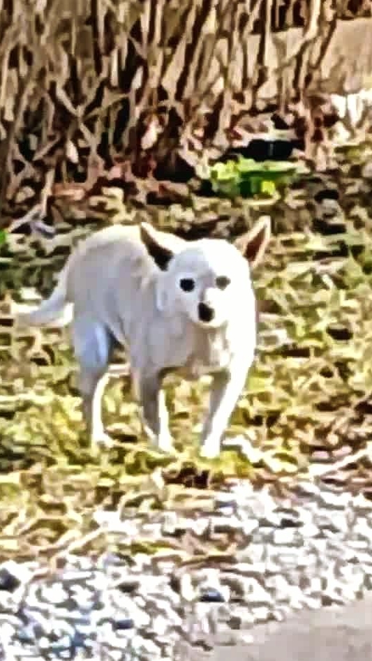 Соседка Роза! Временно, беременна!🐕🌹 Привычное дело!😃ВЕСНА!  #животные #весна #питомцы