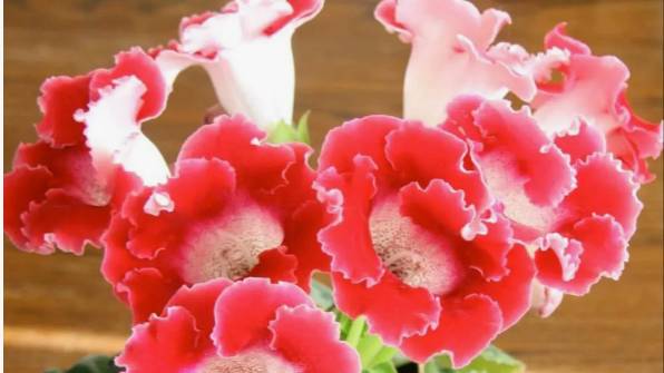 Цветение глоксиний в летний период, выращенных из семян, с названиями