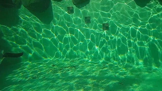 Новосибирский зоопарк, пингвины.