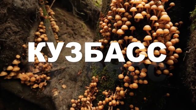 Кузбасс притягивает впечатлениями, Кемеровская область