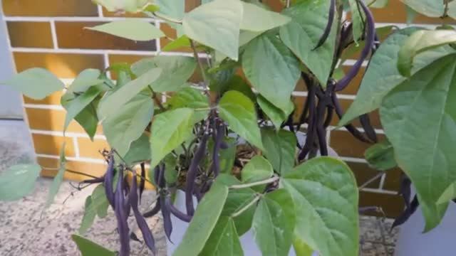 Фасоль. Выращиваем в горшке.
