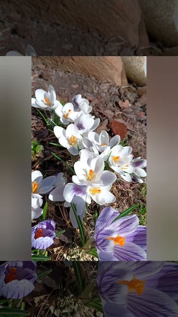 Шикарные крокусы ☀️❤️