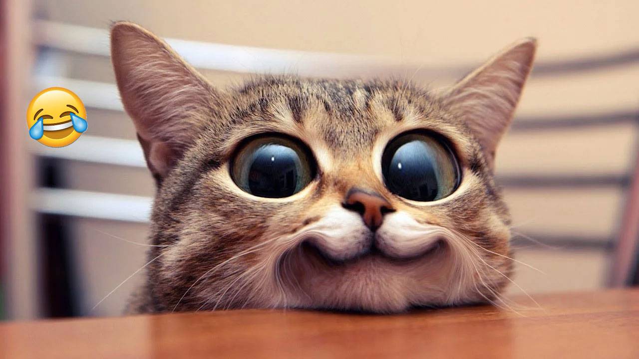 ТОП ПРИКОЛЫ 😂😂 😂  СМЕШНЫЕ КОТЫ И СОБАКИ ДО СЛЕЗ 🐕🔥  Улётная подборка приколов №63 🔥