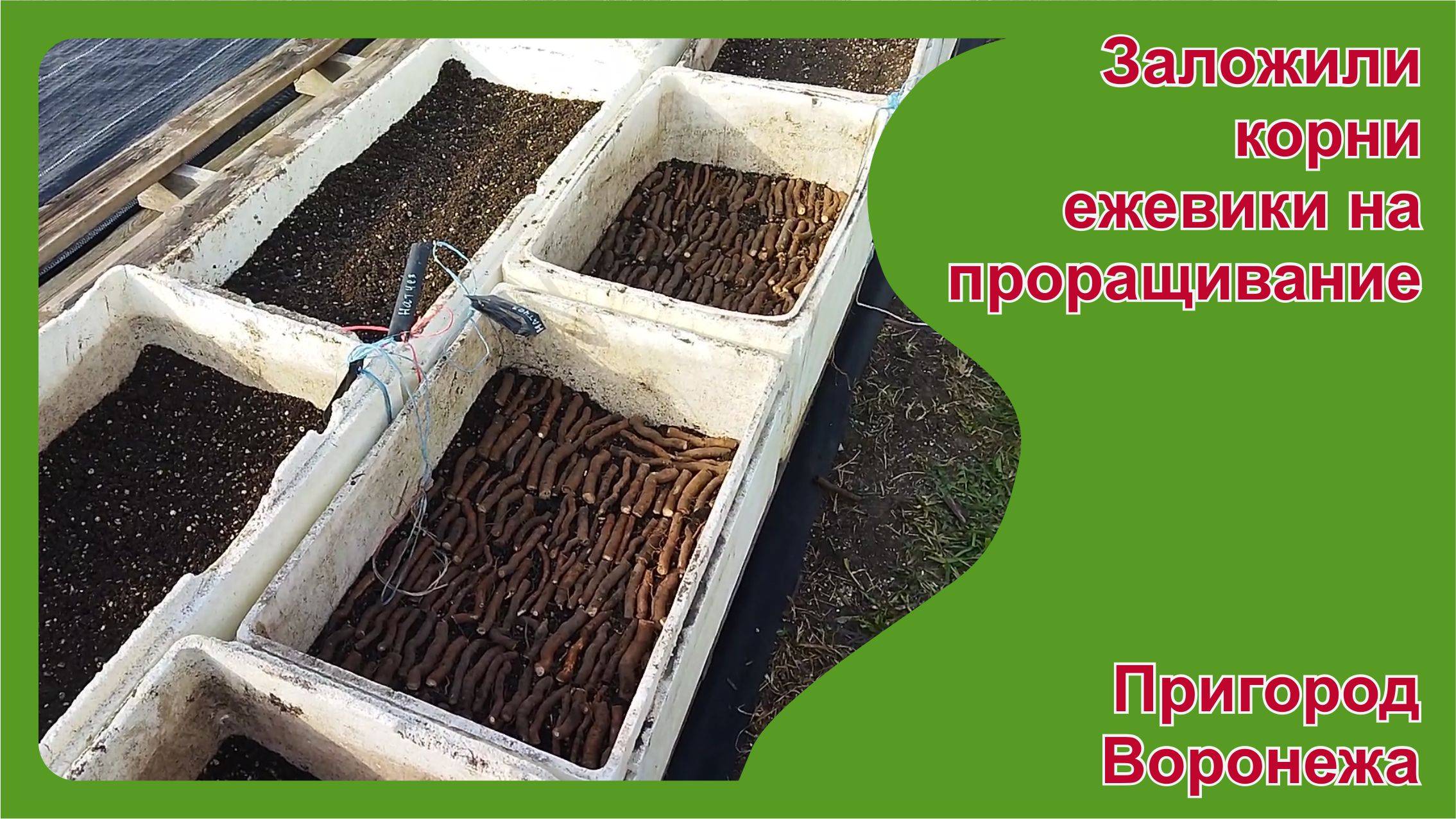 Заложили корень ежевики на проращивание для осенних саженцев. Пригород Воронежа