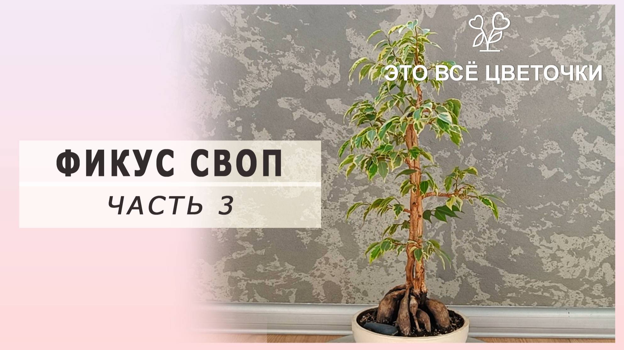 Фикус СВОП. Часть 3.