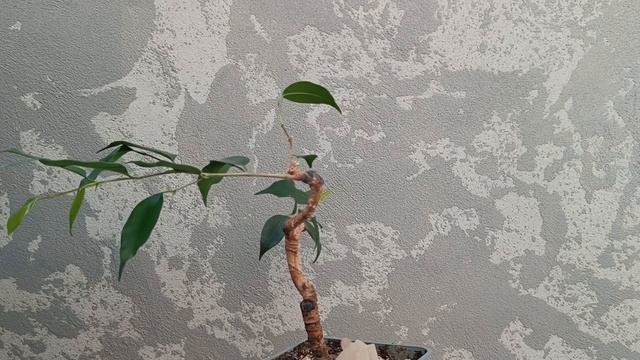 Фикус на камне. Часть 8.