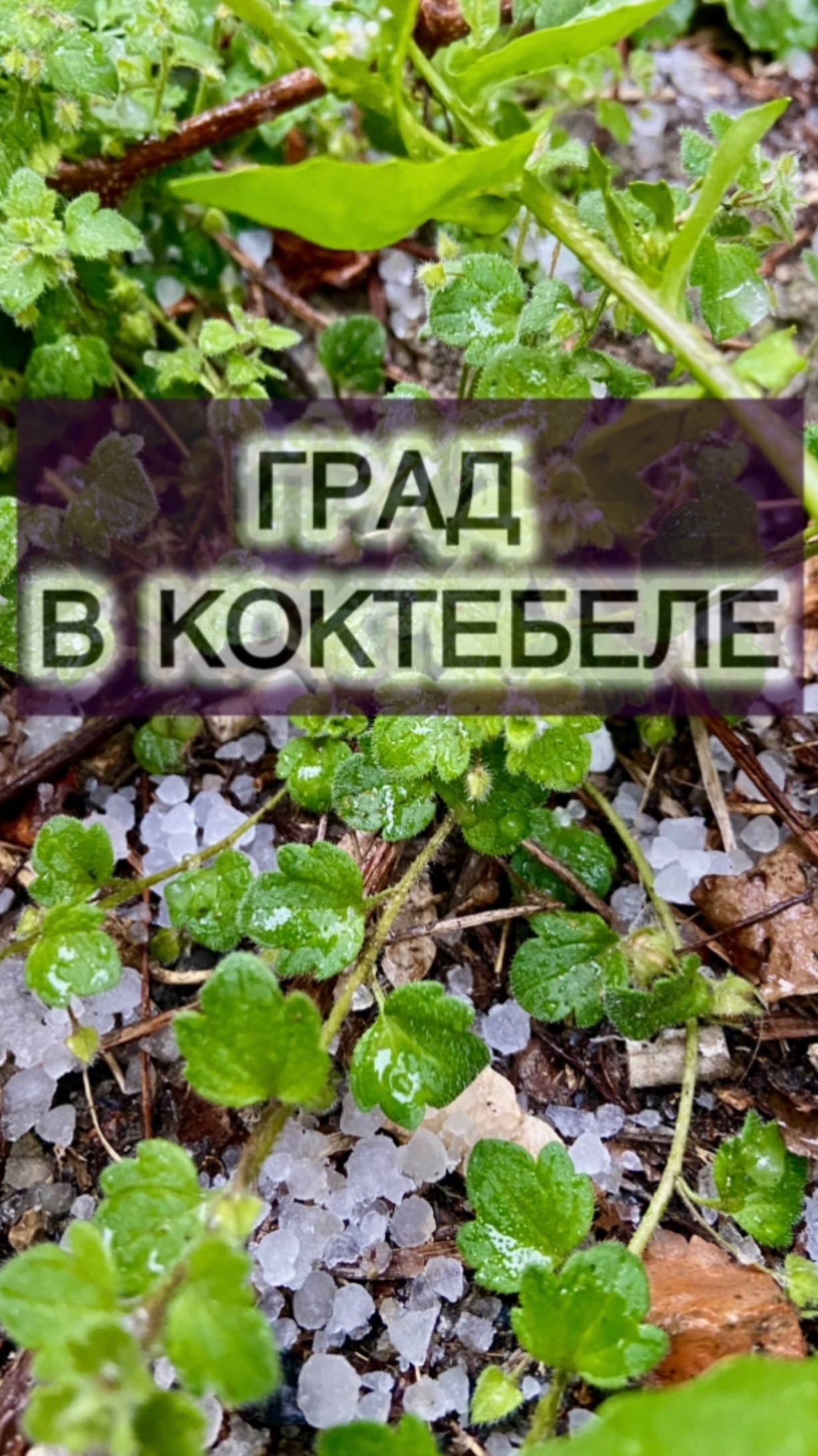 Град в Коктебеле прошел в апреле!