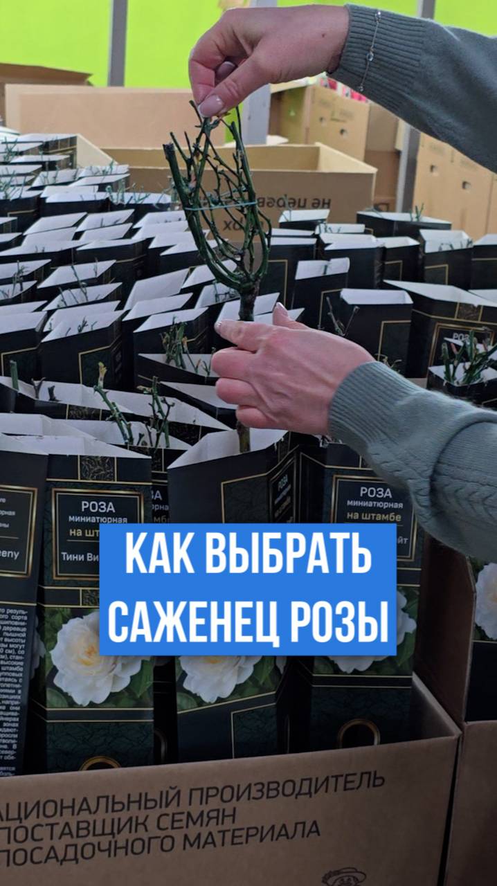 Как выбрать саженец розы?