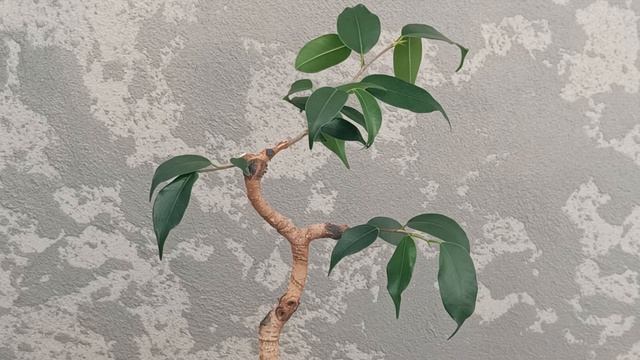 Фикус на камне. Часть 11