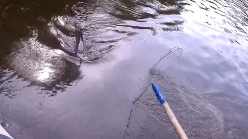 Какая резина - такая и рыба