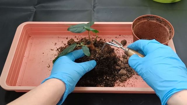 Фикус Ингенс. Часть 3.