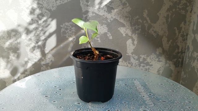 Фикус №4. ЧАСТЬ 1.