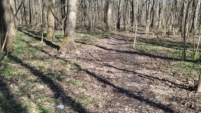 В лесу .  4 апреля -до АПРЕЛЬСКОЙ ЗИМЫ ...