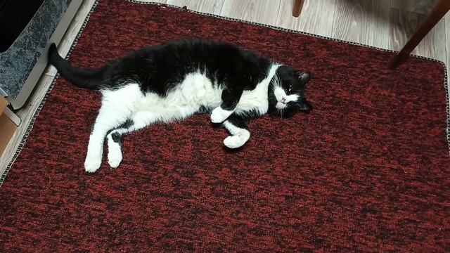 08-12-2024. Готовлю рыбу 🐟в  майонезовым соусе.Малинка в декабре