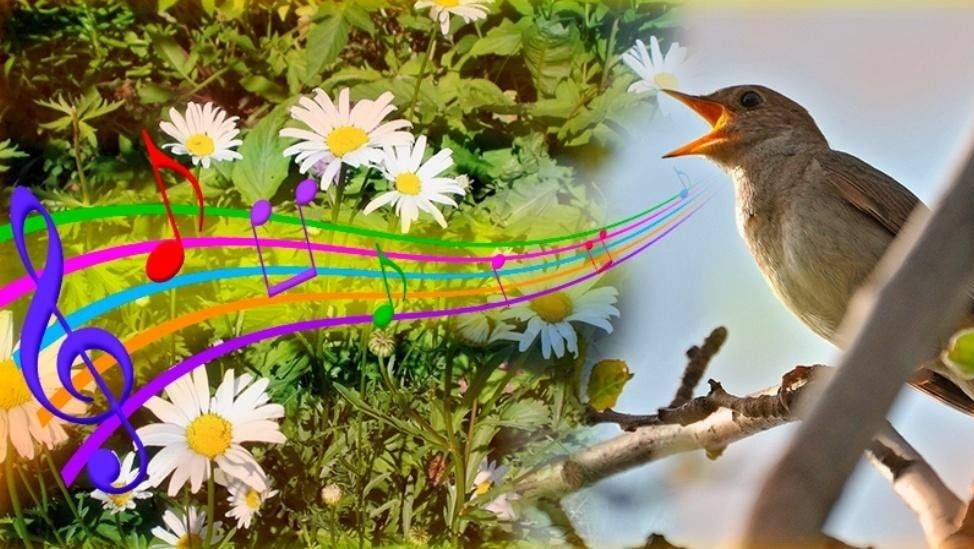 Красивое пение соловья. Соловьиные перепевы