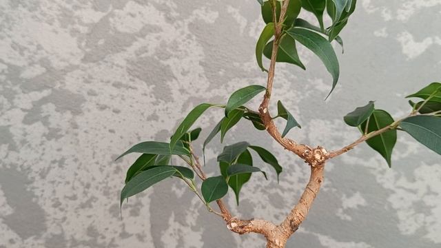 Фикус на камне. Часть 12