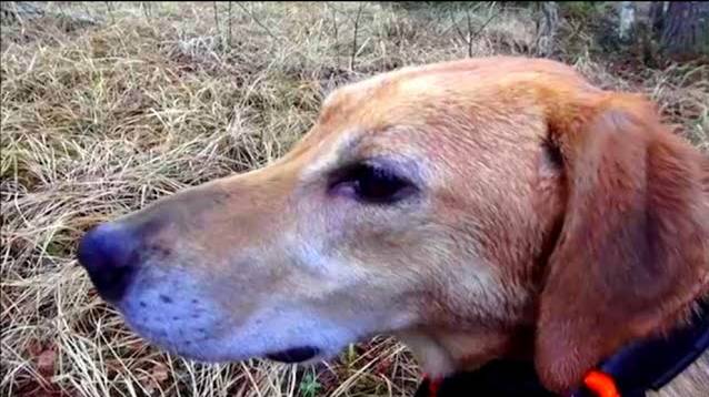 ОХОТА С РУССКИМИ ГОНЧИМИ .ч. Говоруша и Аргон вл. Шатров В.А.#охотасгончей#собака #топ #hunting