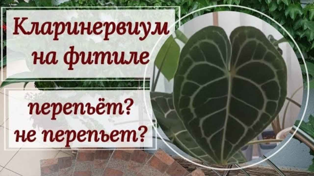 Антуриум кларинервиум на фитиле .