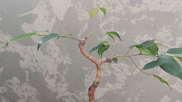 Фикус на камне . Часть 10