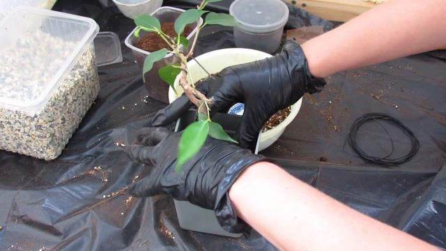 Фикус на камне. ЧАСТЬ 1