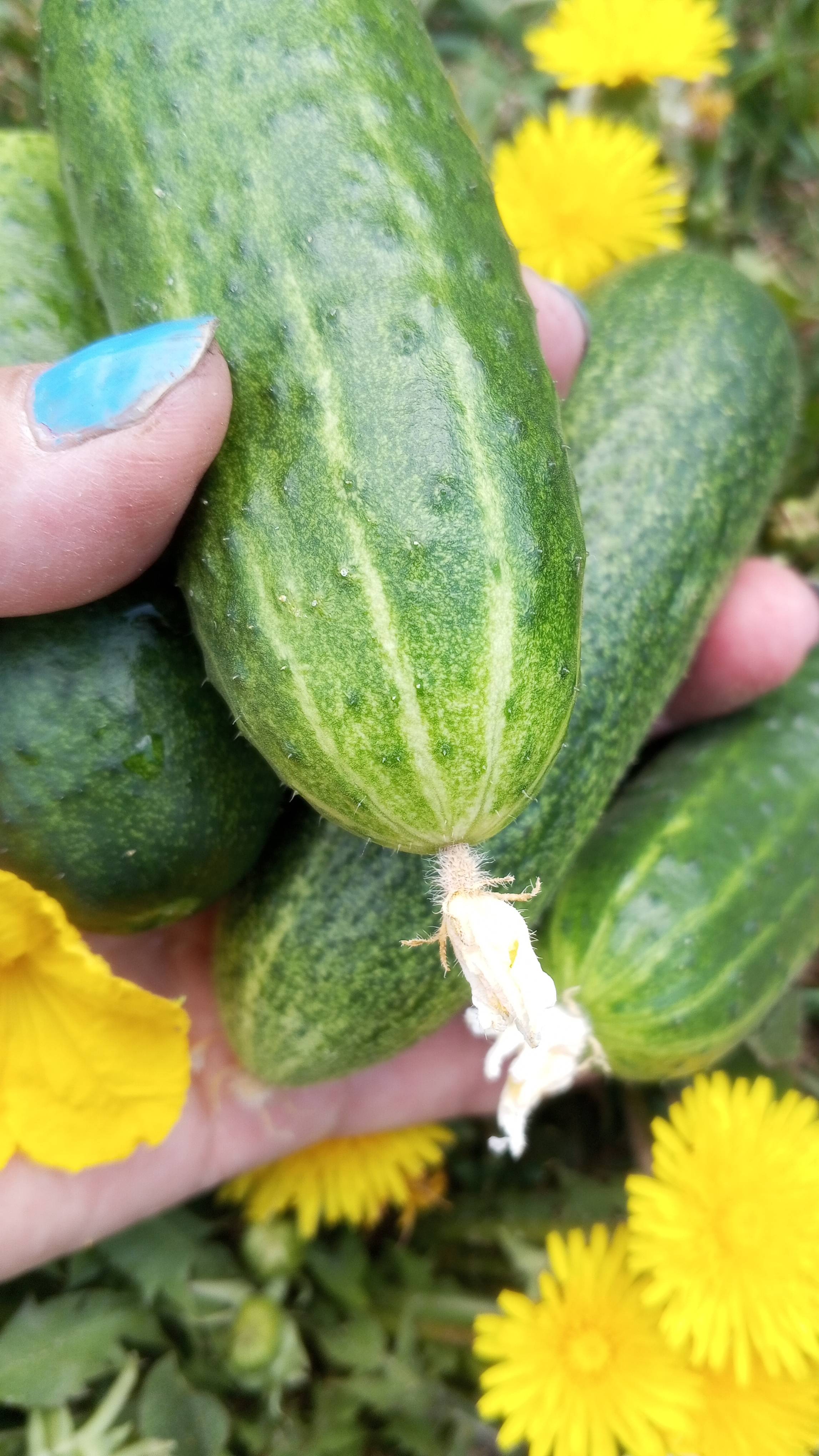 Каждый год выращиваю урожай огурцов  к майским праздникам